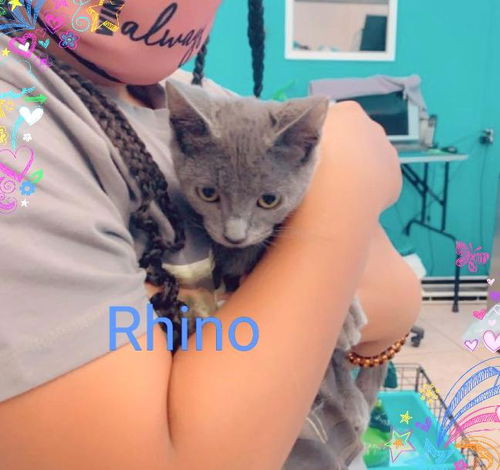 Rhino