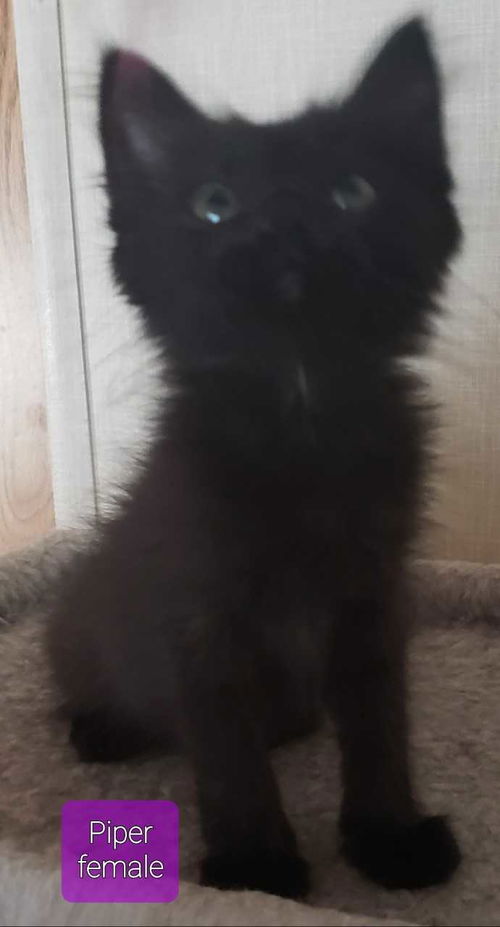 Piper