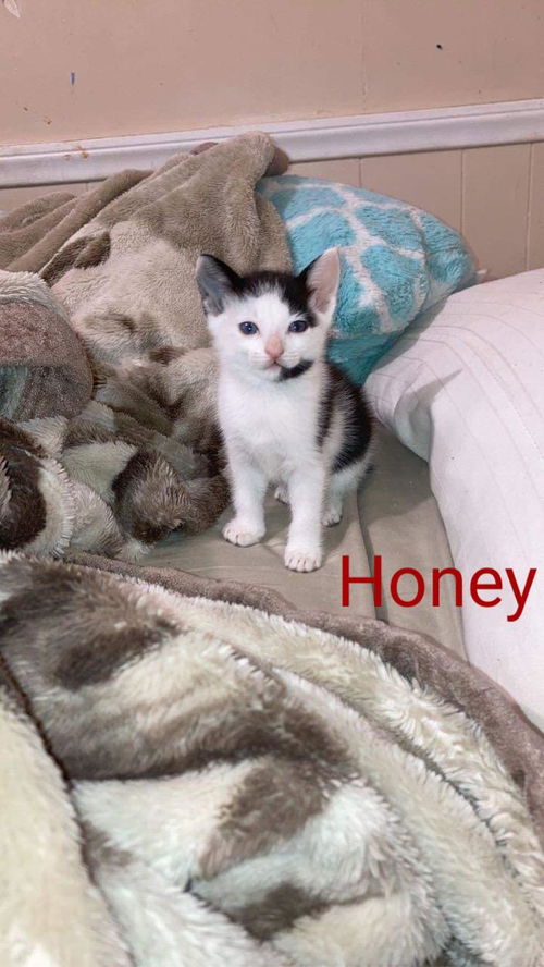 Honey