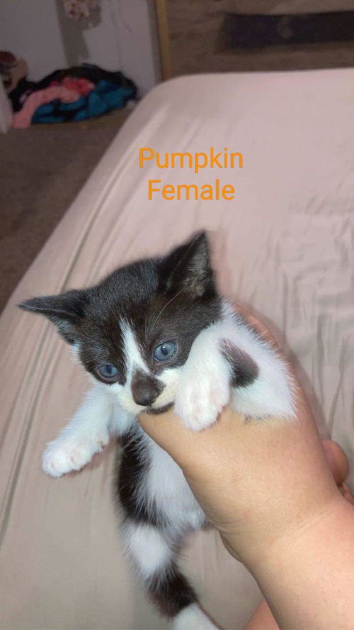 Pumpkin