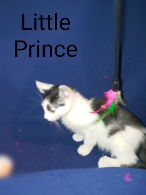 Little prince