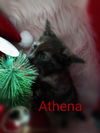 Athena