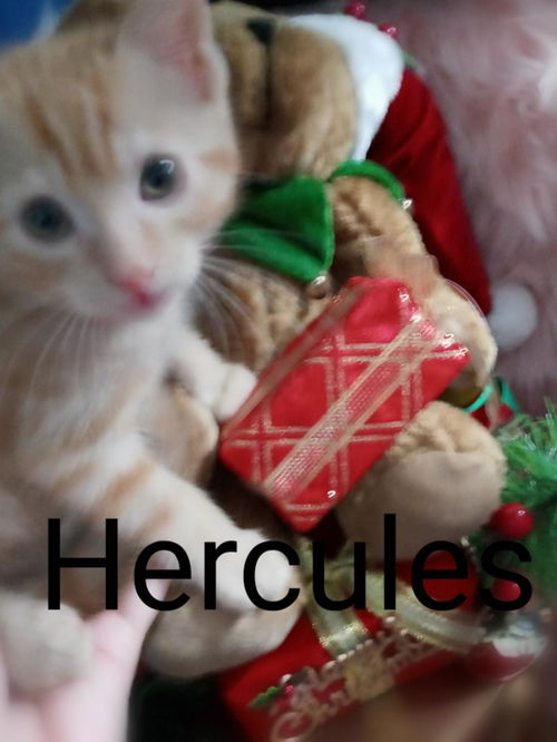 Hercules