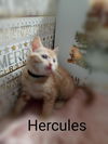 Hercules