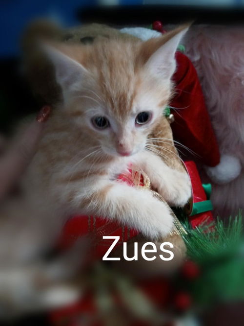 Zues