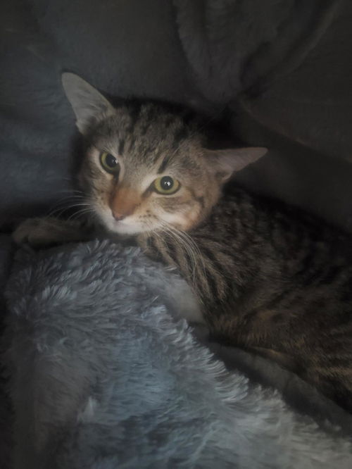 Pet