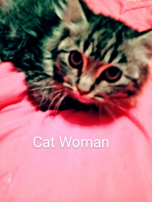 Cat Woman