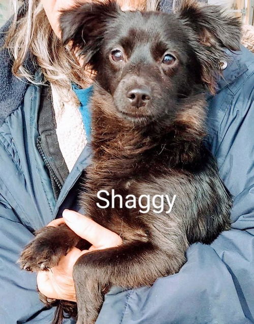 Shaggy