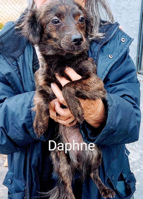 Daphne