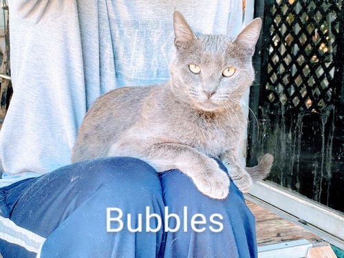 Bubbles