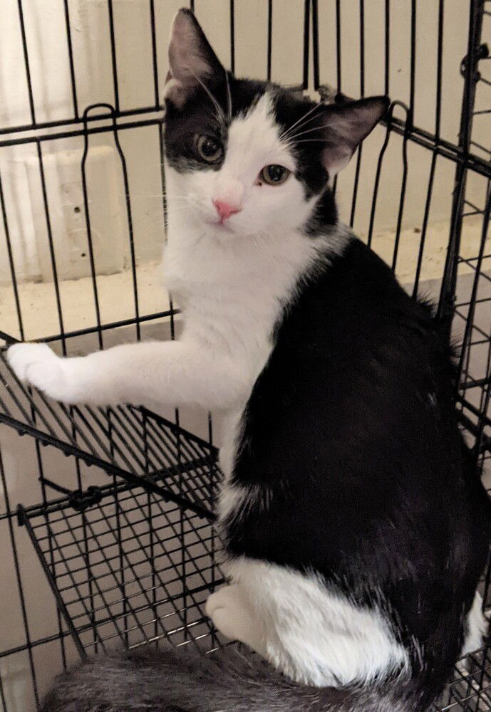 adoptable Cat in San Bernardino, CA named Splash