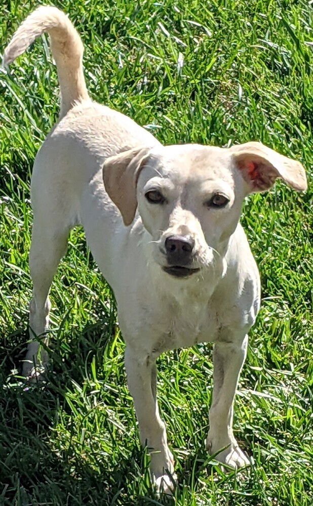 adoptable Dog in San Bernardino, CA named Diamond