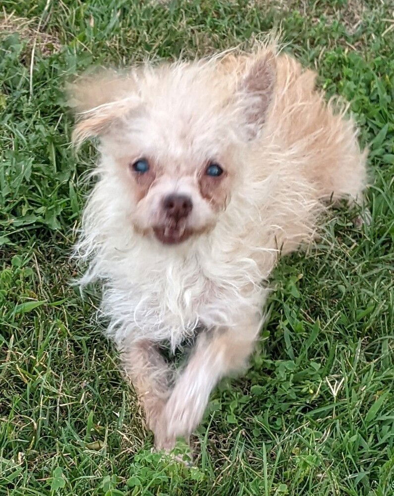 adoptable Dog in San Bernardino, CA named Tootsie