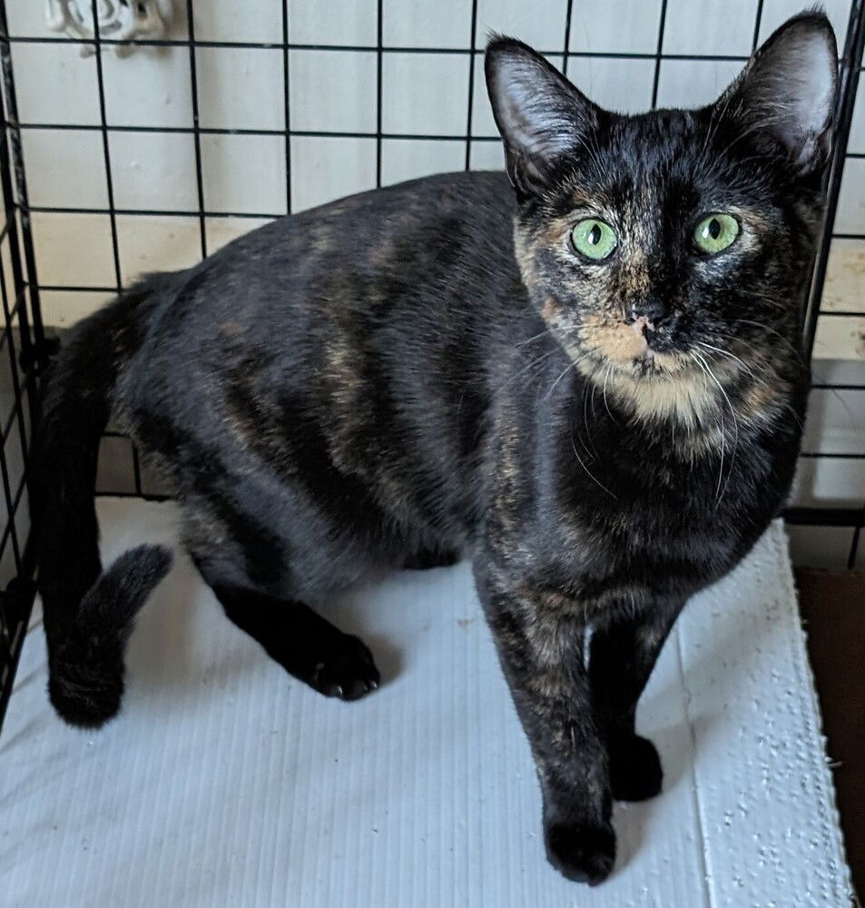 adoptable Cat in San Bernardino, CA named Sasha