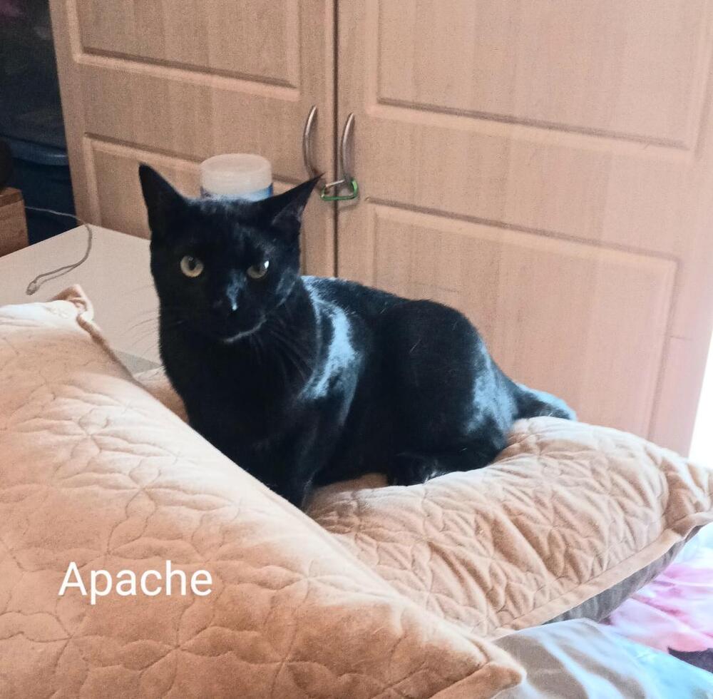 adoptable Cat in San Bernardino, CA named Apache