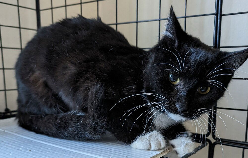 adoptable Cat in San Bernardino, CA named Ursula