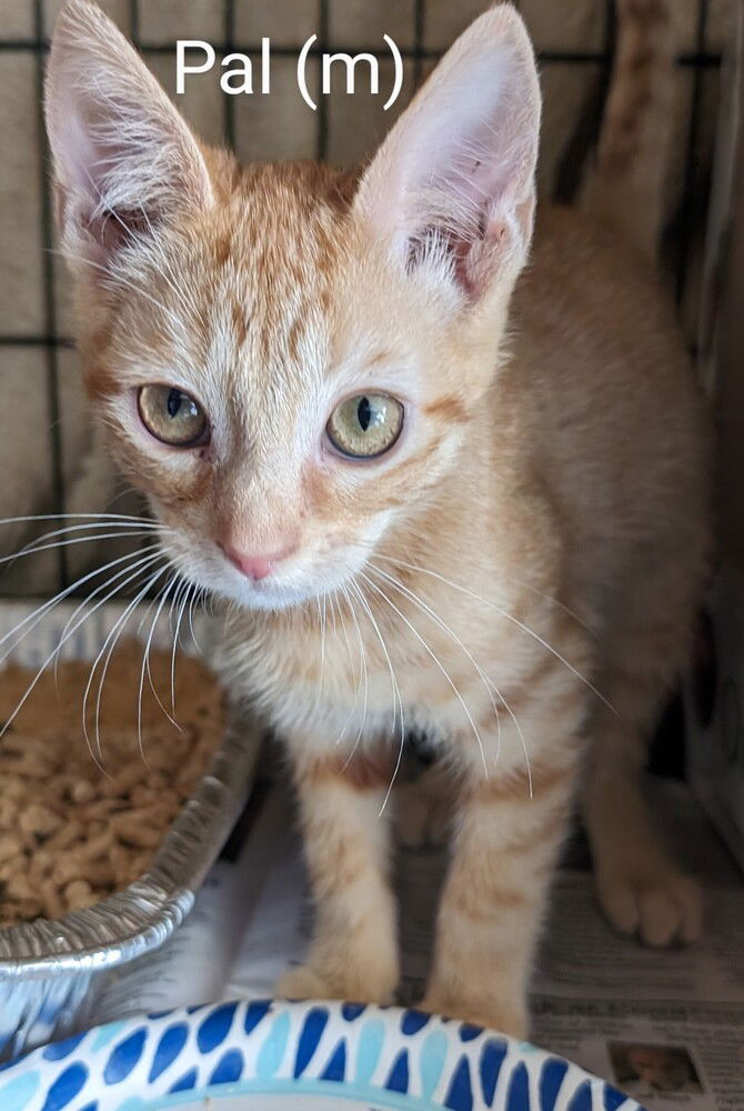 adoptable Cat in San Bernardino, CA named Pal