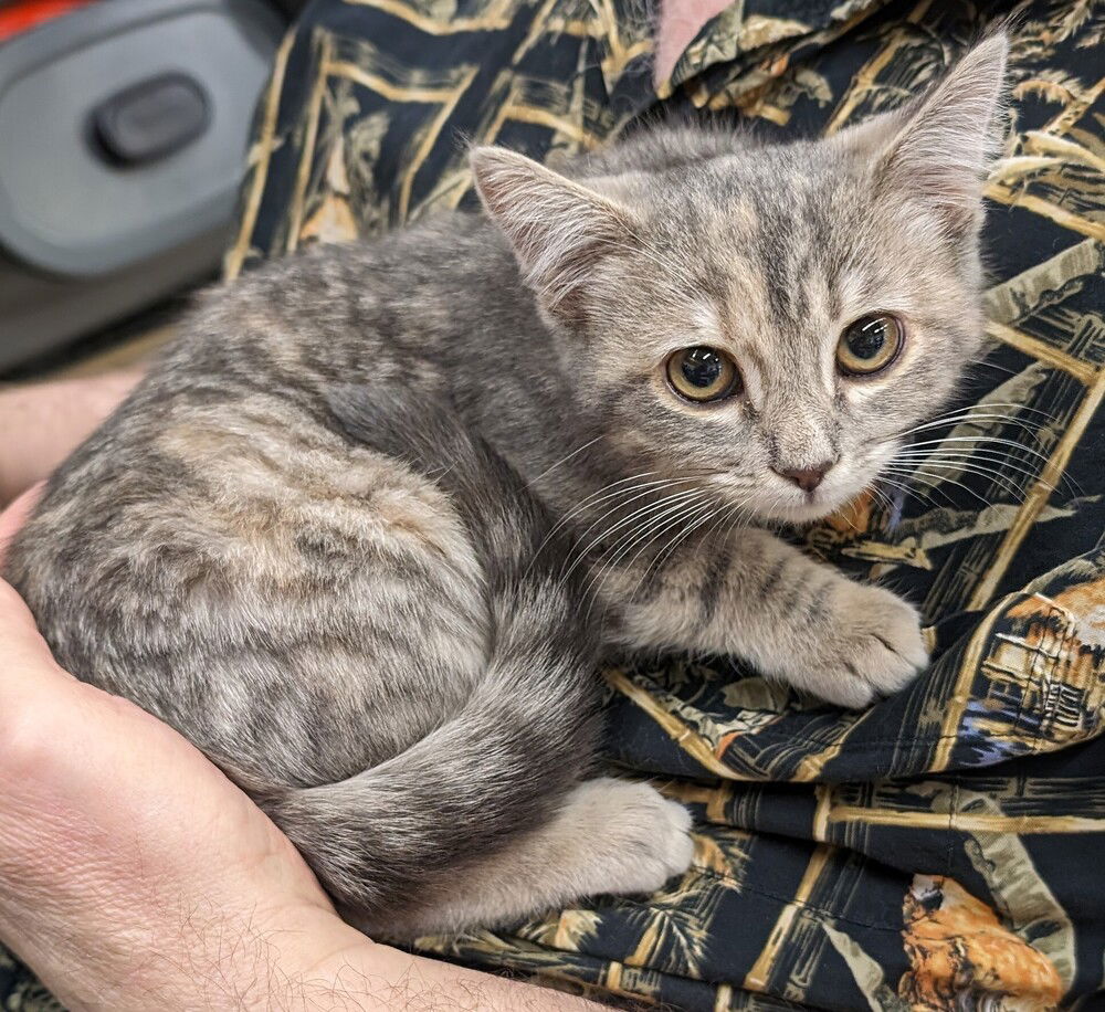 adoptable Cat in San Bernardino, CA named Gracie