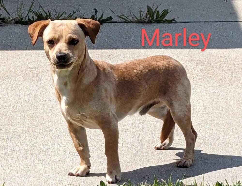 adoptable Dog in San Bernardino, CA named Marley