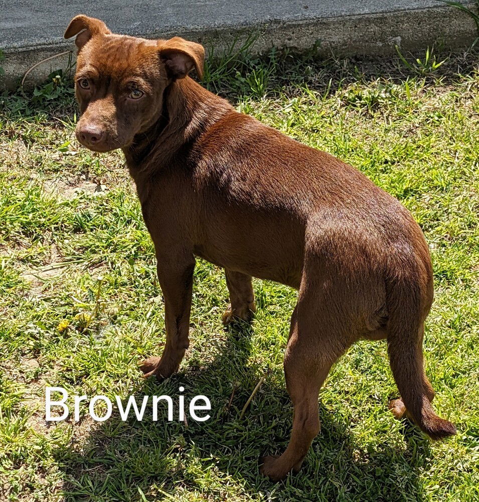 adoptable Dog in San Bernardino, CA named Brownie