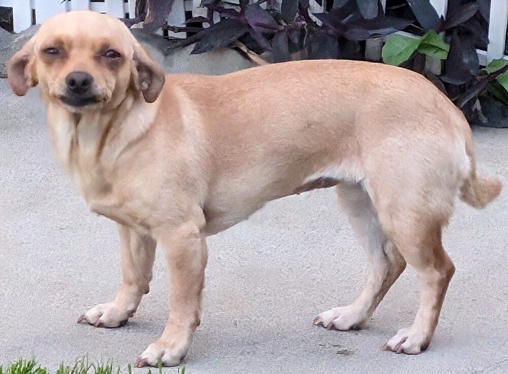 adoptable Dog in San Bernardino, CA named Winnie