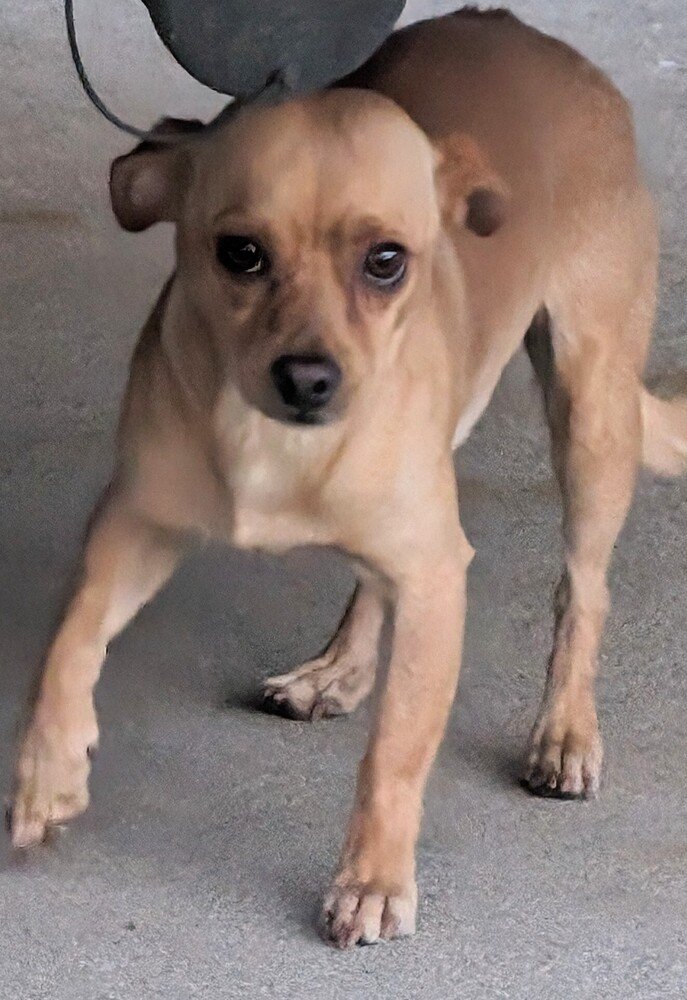 adoptable Dog in San Bernardino, CA named Barkley