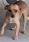 adoptable Dog in san bernardino, ca, CA named Barkley