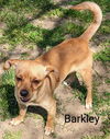 Barkley