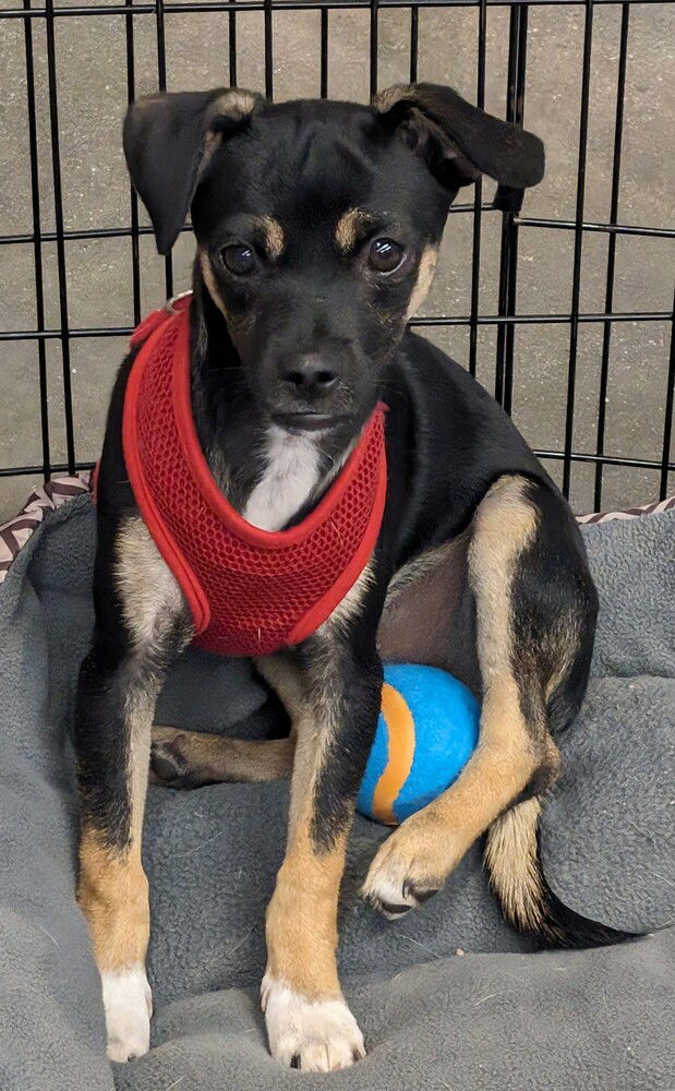 adoptable Dog in San Bernardino, CA named Hershey