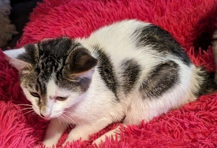 adoptable Cat in San Bernardino, CA named Snowflake