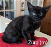 adoptable Cat in  named Zuro