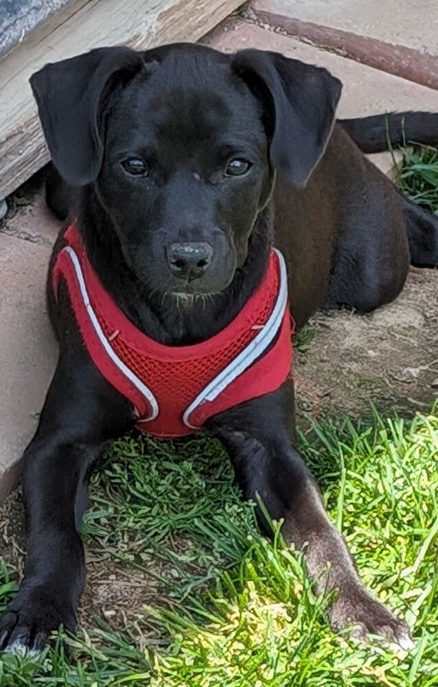 adoptable Dog in San Bernardino, CA named Almond Joy