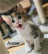 adoptable Cat in  named Annie