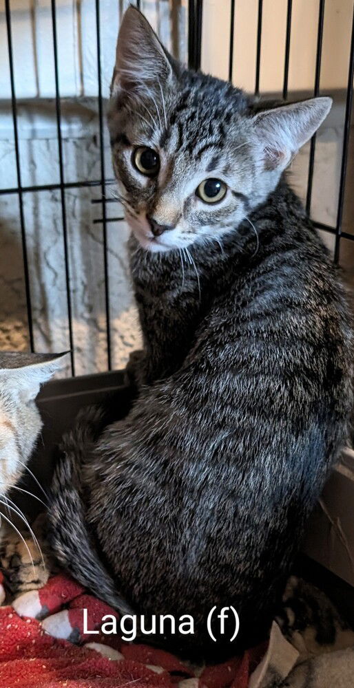 adoptable Cat in San Bernardino, CA named Laguna