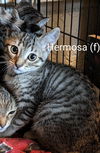 adoptable Cat in San Bernardino, CA named Hermosa