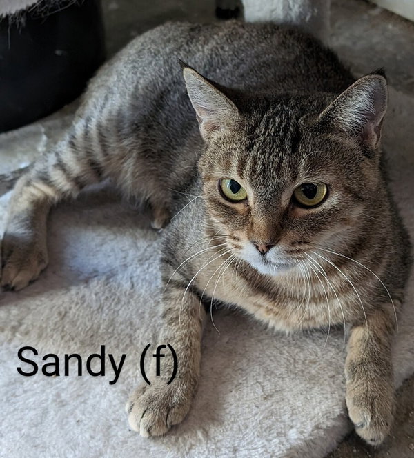 Sandy