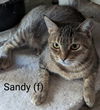 adoptable Cat in San Bernardino, CA named Sandy