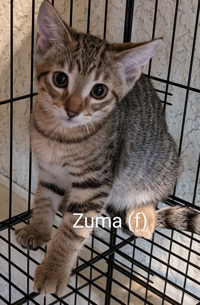 adoptable Cat in San Bernardino, CA named Zuma