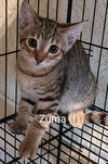 adoptable Cat in  named Zuma