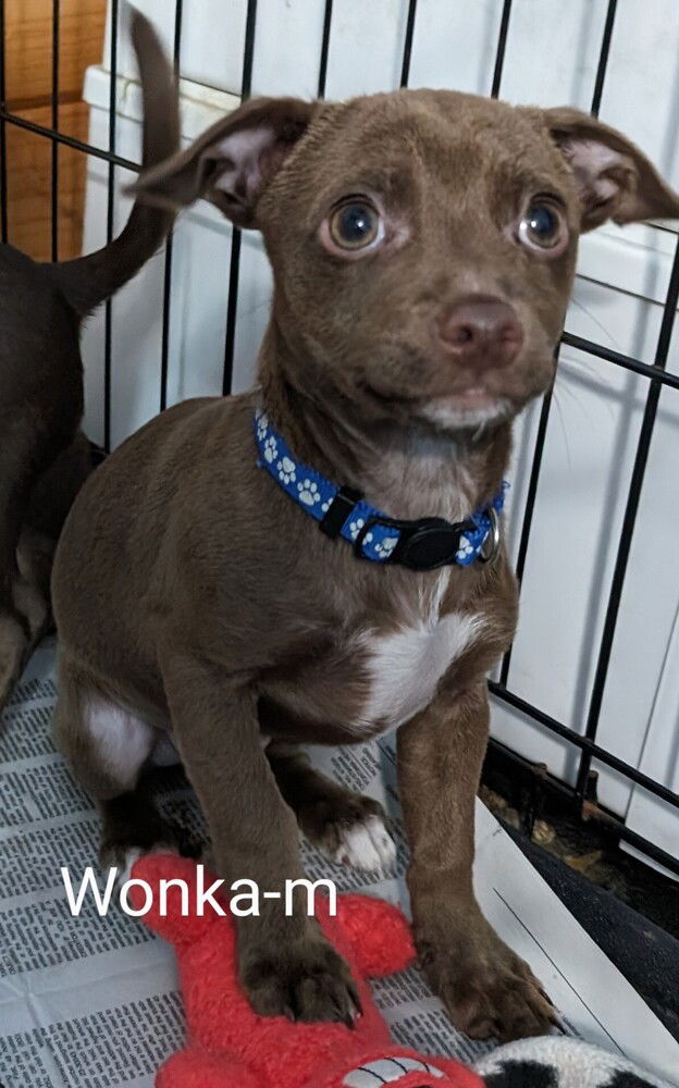 adoptable Dog in San Bernardino, CA named Wonka