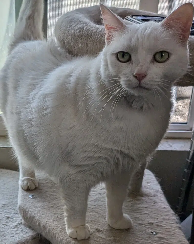 Fannie Mae - Domestic Medium Hair
