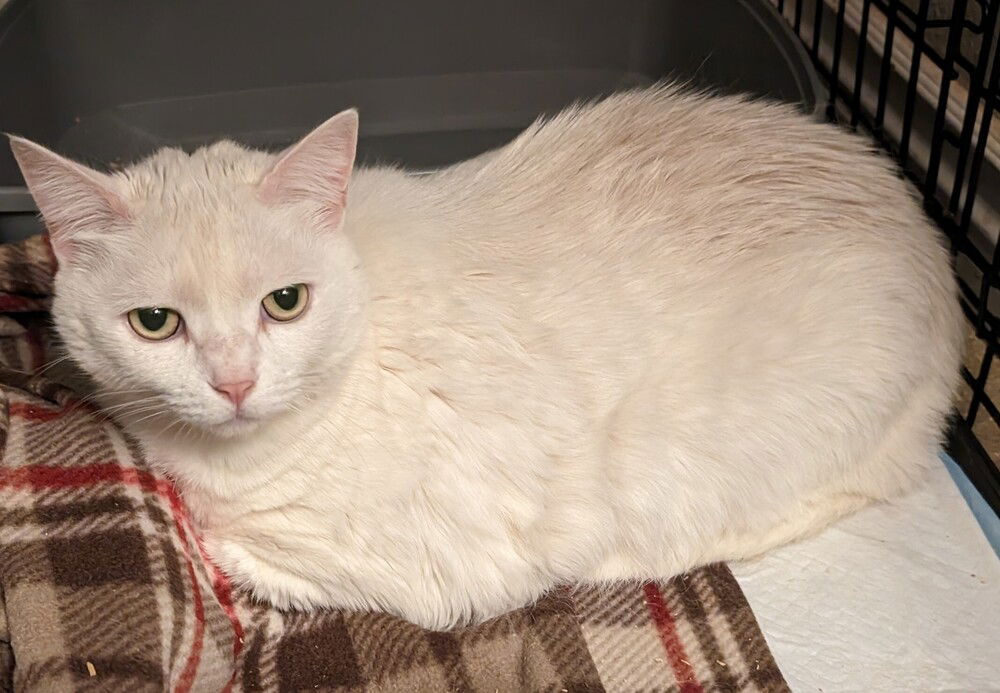 adoptable Cat in San Bernardino, CA named Fannie Mae