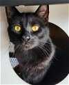 adoptable Cat in  named Killmonger