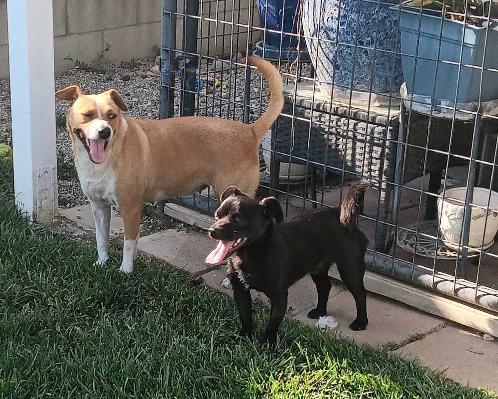 adoptable Dog in San Bernardino, CA named Lucille Ball/ Martha