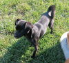 adoptable Dog in San Bernardino, CA named Ricky Ricardo/ Maylo