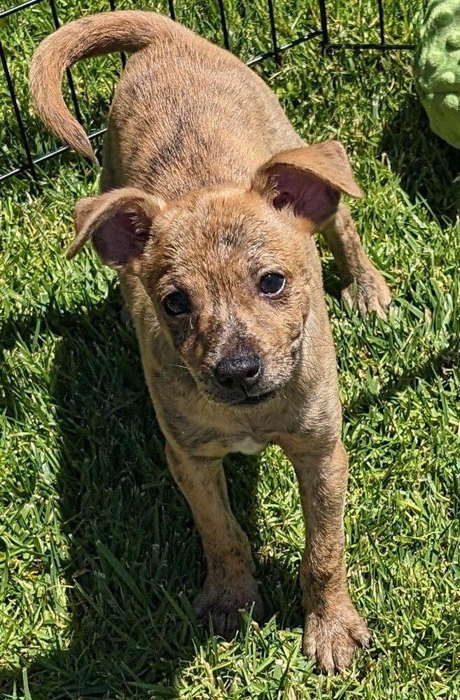 adoptable Dog in San Bernardino, CA named Pooh