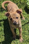 adoptable Dog in San Bernardino, CA named Pooh