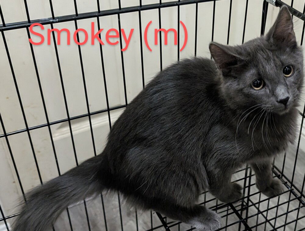 adoptable Cat in San Bernardino, CA named Smokey