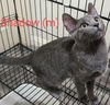 adoptable Cat in San Bernardino, CA named Shadow