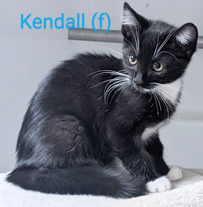 adoptable Cat in San Bernardino, CA named Kendall